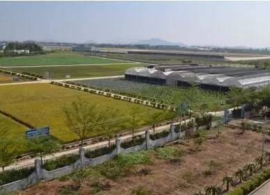 棉花缺硼了怎么办？棉花缺硼的症状及施肥技术！