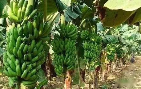 中国热带农业科学院海口实验站香蕉减肥减药增效技术集成应用取得良好效果
